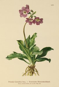 Carniolan Primrose（报春花Carniolica） 作者 德国学校