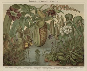 食虫植物 作者 德国学校