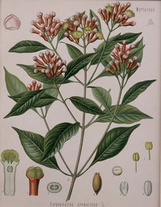 Caryophyllus Aromaticus（丁香） 作者 德国学校