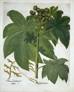 蓖麻油厂，来自Hortus Eystettensis，由Basil Besler（1561-1629）酒吧。 1613 作者 德国学校