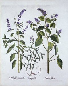 Catmintand Catnip，来自Hortus Eystettensis，由Basil Besler（1561-1629），酒吧。 1613（手工雕刻） 作者 德国学校