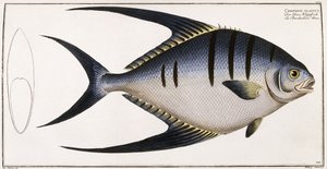 Chaetodon Glaucus，1785-1788年 作者 德国学校