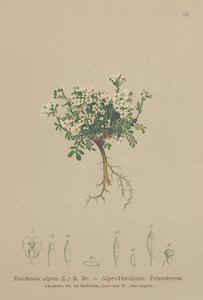 羚羊（Hutchinsia alpina，Hornungia alpina，Pritzelago alpina） 作者 德国学校