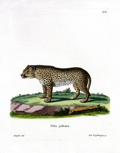 猎豹（彩色雕刻） 作者 德国学校