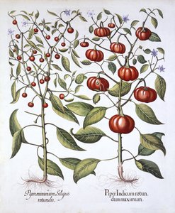 辣椒[Nightshade Family]，来自Hortus Eystettensis，由Basil Besler（1561-1629），酒吧。 1613（手工彩色雕刻） 作者 德国学校
