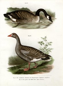 中国鹅，1864年 作者 德国学校