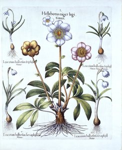 圣诞玫瑰和雪花莲变奏曲，来自Hortus Eystettensis，由Basil Besler（1561-1629），酒吧。 1613（手工雕刻） 作者 德国学校