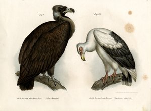 灰秃鹫，1864年 作者 德国学校