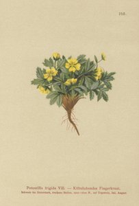 Cinquefoil（Potentilla frigida，Potentilla glacialis，Potentilla helvetica） 作者 德国学校