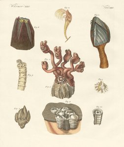 Cirrhipodas、Bristleworms 或腕足动物（彩色雕刻） 作者 德国学校