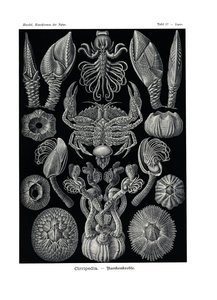 Cirripedia，1899-1904 作者 德国学校