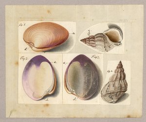 蛤蜊和海蜗牛：Venus Mercenaria Linnaei，Linnaei Buccino glacioli，1785（纸上写着） 作者 德国学校