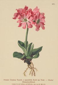 Clusiana Primrose（Primula Clusiana，Primula spectabilis） 作者 德国学校