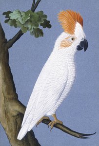 美冠鹦鹉，1750-1800 作者 德国学校