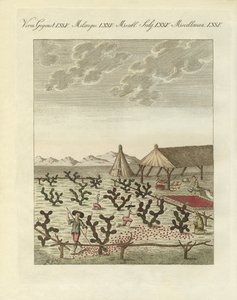 收集 cochenilles (彩色雕刻) 作者 德国学校