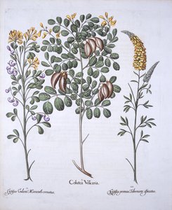 Colutea Tree和Cytisus Varieties，来自Hortus Eystettensis，由Basil Besler（1561-1629），酒吧。 1613（手工彩色雕刻） 作者 德国学校