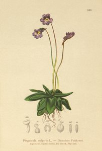 常见的Butterwort（Pinguicula vulgaris） 作者 德国学校
