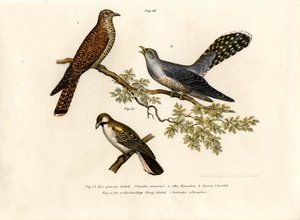 常见的杜鹃，1864年 作者 德国学校