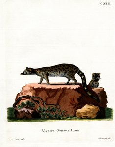 Common Genet（彩色雕刻） 作者 德国学校
