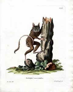 普通鼠类possum（彩雕 作者 德国学校
