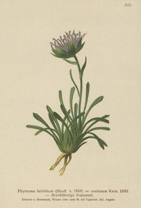 困惑风铃草（牧根草属混合牧根草属宽叶，牧根草属半球形SSP。困惑牧根草属侏儒） 作者 德国学校