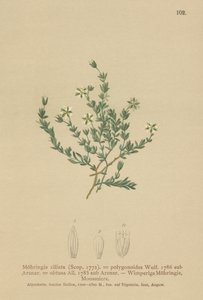 匍匐的Sandwort（Moehringia ciliata，Moehringia polygonoides，Arenaria obtusa） 作者 德国学校