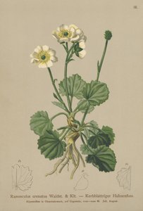 Crenated Crowfoot（Ranunculus crenatus） 作者 德国学校
