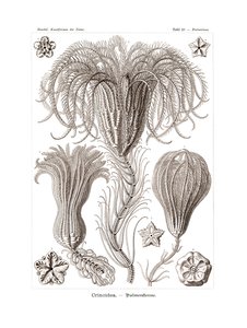 Crinoidea，1899-1904 作者 德国学校