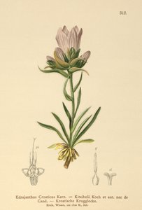 克罗地亚草铃（Edrajanthus Croaticus，Edraianthus croaticus，Edraianthus Kitaibellii，Edraianthus graminifolius，Edraianthus albanicus，Wahlenbergia graminifolia） 作者 德国学校
