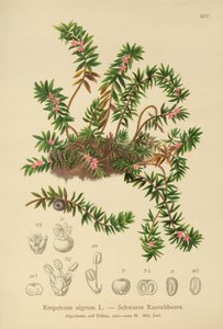 红莓苔子（Empetraceae黑） 作者 德国学校
