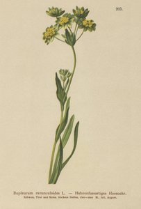 Crowfoot-Leaved Hares Ear（柴胡（Bupleurum ranunculoides）） 作者 德国学校