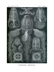 Chirodropida，1899-1904 作者 德国学校