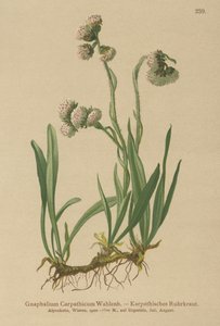 Cudweed（Gnaphalium Carpathicum） 作者 德国学校