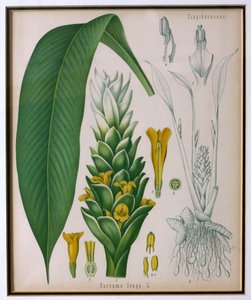 来自Kohlers Medicinal Plants的Curcuma longa（姜黄）由Franz Eugen Kohler 作者 德国学校