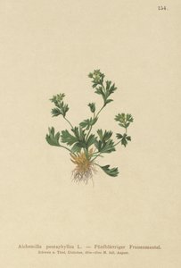 切割Leaved Ladys Mantle（Alchemilla pentaphyllea） 作者 德国学校
