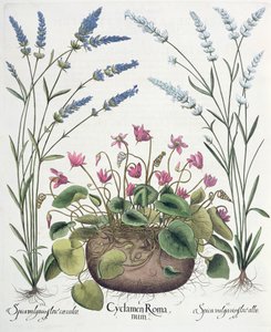 仙客来和薰衣草：1.Cyclamen Romanum; 2.Spica vulgaris flore albo; 3.Spica vulgaris flore ceruleo，来自Basil Besler（1561-1629）的Hortus Eystettensis，酒吧。 1613 作者 德国学校