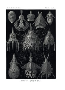 Cyrtoid，1899-1904 作者 德国学校