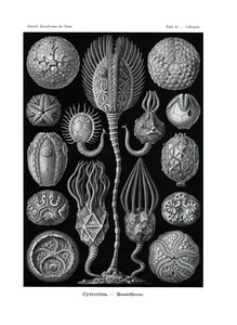 Cystoidea，1899-1904 作者 德国学校