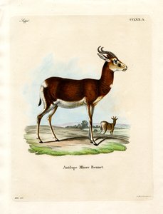 Dama Gazelle（彩色雕刻） 作者 德国学校