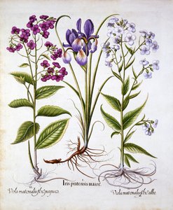 Dames Violet和Field Iris，来自Hortus Eystettensis，由Basil Besler（1561-1629），酒吧。 1613（手工彩色雕刻） 作者 德国学校