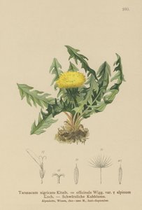 蒲公英（Taraxacum nigricans，Taraxacum officinale var.Alpinum） 作者 德国学校