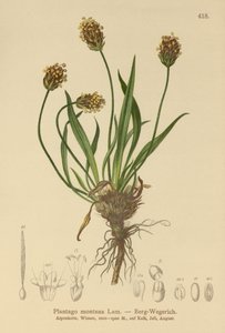 黑大蕉（Plantago atrata，车前子蒙大拿） 作者 德国学校