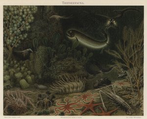 深海动物群（彩色石印 作者 德国学校