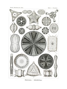 Diatomea，1899-1904 作者 德国学校
