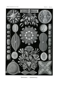 Diatomea，1899-1904 作者 德国学校