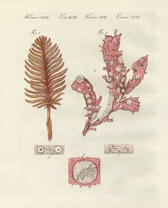 不同种类的植物或观赏植物（彩色雕刻） 作者 德国学校