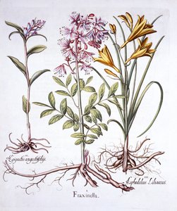 Dittany，White Helleborine和Yellow Day Lily，来自Hortus Eystettensis，由Basil Besler（1561-1629），酒吧。 1613（手工彩色雕刻） 作者 德国学校