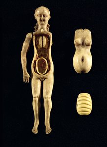 玩偶显示人体的解剖学 作者 德国学校
