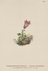 白云岩风铃草（Campanula Morettiana） 作者 德国学校