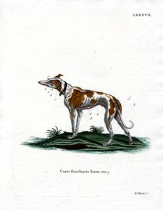 家犬（彩色雕刻 作者 德国学校